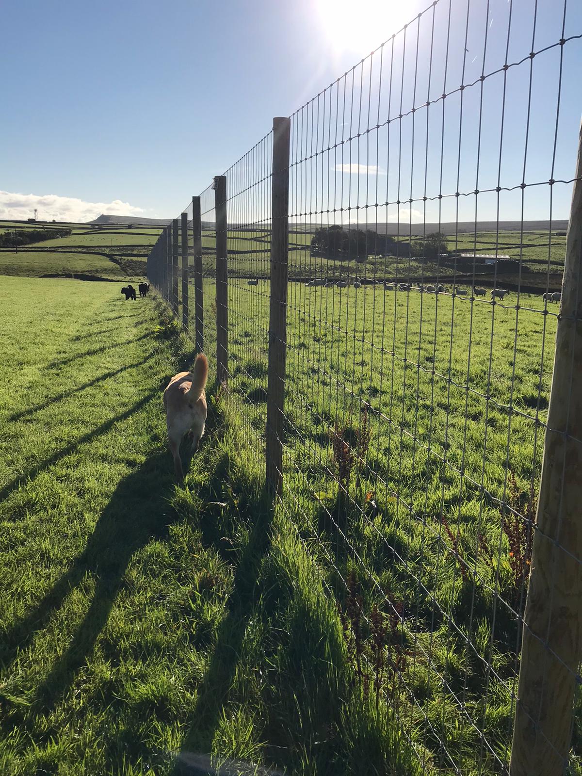 secure dog field with security fencing